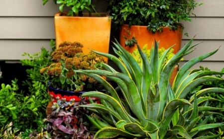 Terrasse blumentöpfe arrangieren verschiedene Farben-kräftig sukkulenten