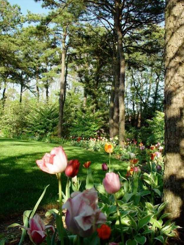 Gartenlandschaft-Tulpen Beet-waldähnliche atmosphäre