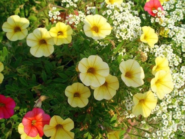 Gelbe blümchen-umpflanzen tipps blumengarten