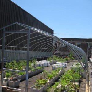 Gemüse Garten Dachterrasse anlegen pflegen Tipps Anleitung