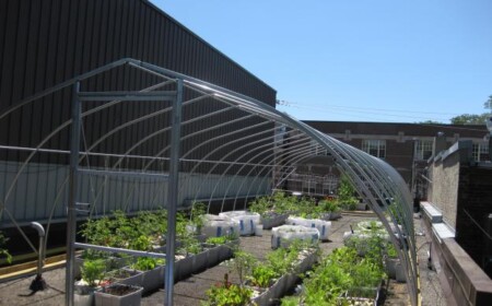 Gemüse Garten Dachterrasse anlegen pflegen Tipps Anleitung