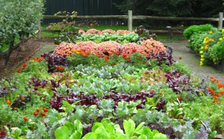 Gemüsegarten-im-Herbst-frisch-bunt-richtige-pflege-vorbereitung-salate-wurzelgemüse-zwiebelgemüse