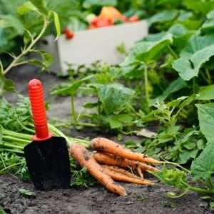 Herbst gemüsegarten reifend möhren-tipps zum Gärtnern