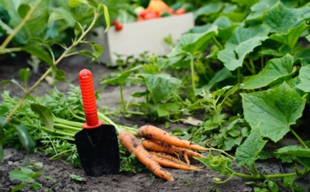 Herbst gemüsegarten reifend möhren-tipps zum Gärtnern