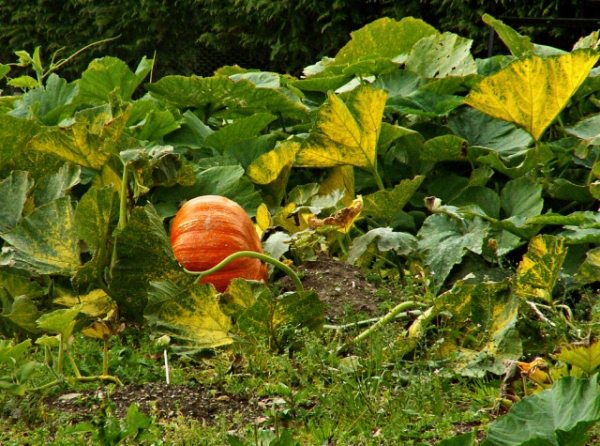 Herbstgarten reifen Kürbisse-pflanzen Gemüse frisch im Garten-haben