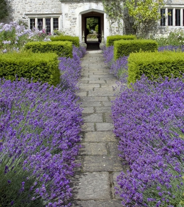 PflegeTipps für den Lavendel im Garten wann muss man ihn