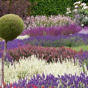 Lavendel im Garten Gestaltung Ideen Kombinationen Farben