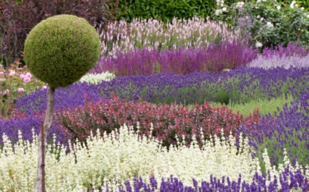 Lavendel im Garten Gestaltung Ideen Kombinationen Farben