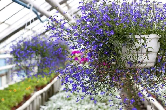 Blumen Pflanzen einjährige hängender Blumentopf Balkon