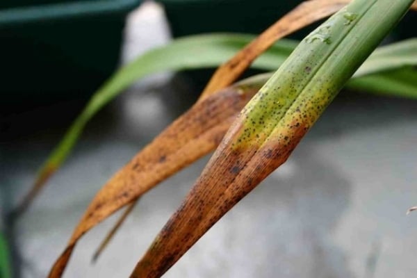 Orchidee Spitzen Blätter braun verursacht durch Mangel an Feuchtigkeit