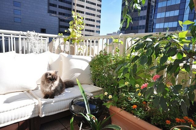 Katze Sichtschutz hohe Pflanzen Sitzkissen Grill