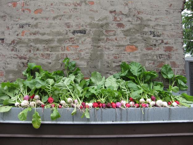 Gemüse Dachterrasse bepflanzen Garten anlegen Tipps