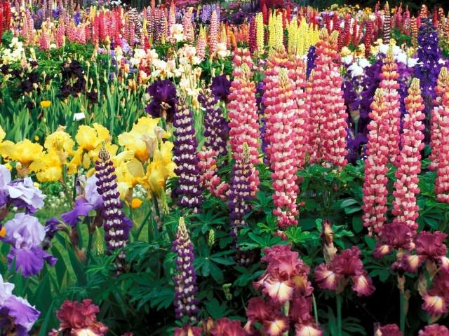 Schnittblumen für frische Sträuße aus dem eigenen garten iris