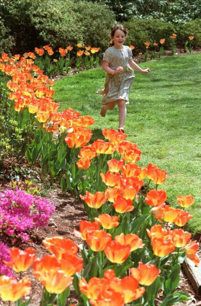 Schnittblumen garten frische sträuße orange tulpen rasen