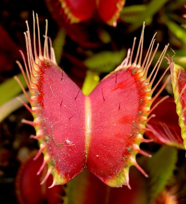 Blätter Fangfalle rot fleischfressende Pflanzen Karnivoren