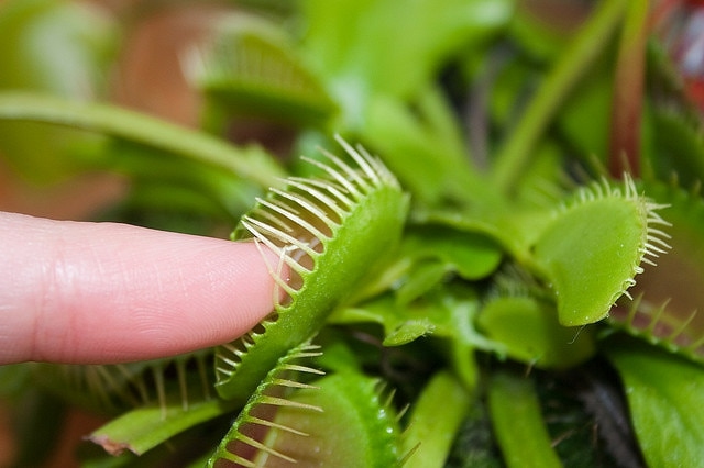 Finger Klappfalle Zimemrpflanzen exotisch Pflege Tipps Ideen