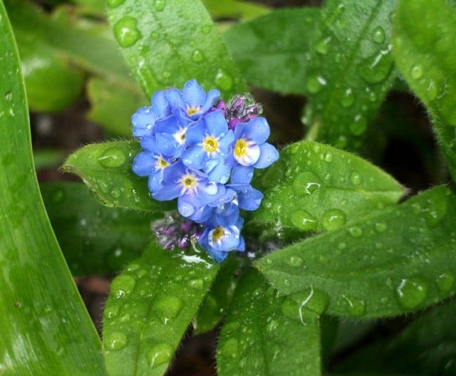 Vergissmeinnicht im garten einpflanzen pflegen-blau nuancen
