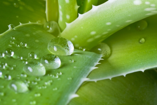 Wasser gießen Aloe Vera Pflege Tipps Tricks