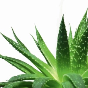 aloe-vera-pflanze-haus-pflegetipps-wirkung-anwendung