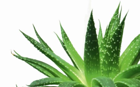 aloe-vera-pflanze-haus-pflegetipps-wirkung-anwendung