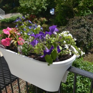 auswahl-balkonpflanzen-balkongelaender-verschiedene-farben