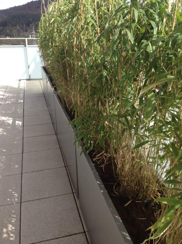 balkon sichtschutz bambuspflanzen faserzement kübel