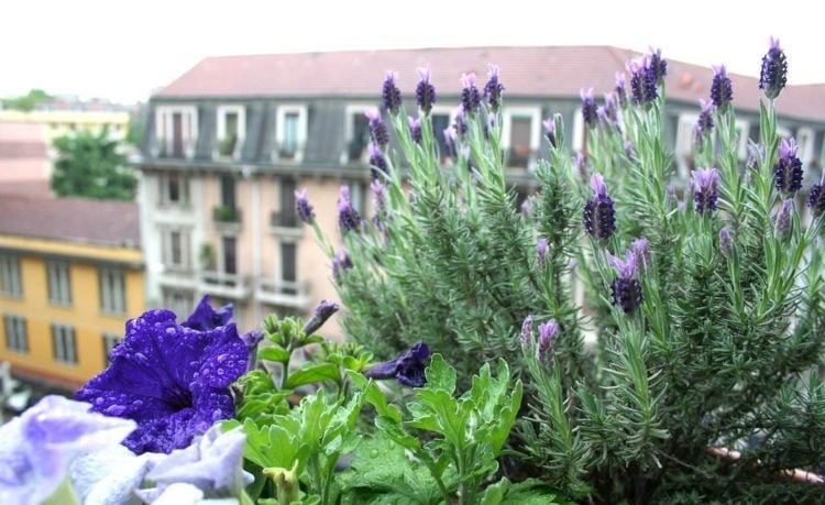 balkonpflanzen je nach balkonausrichtung klein-idee-bepflanzung-blumentopf-tipps