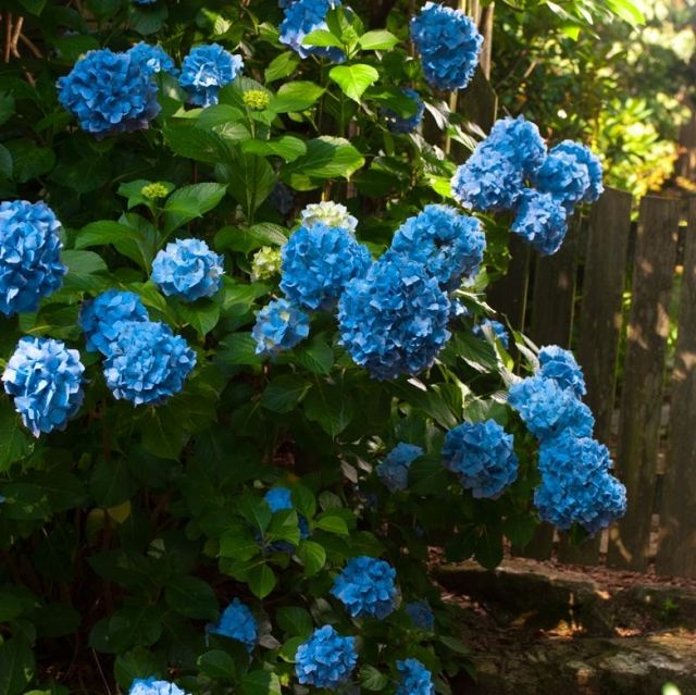 blaue Hortensien im Garten ph wert boden färben