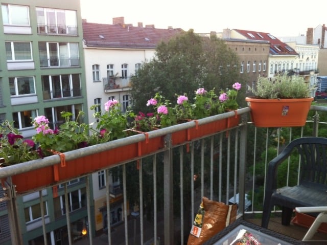 Blumen in Balkonkästen geländer pflanzen geranien