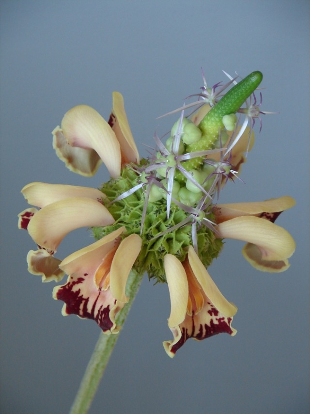 Hybridpflanzen und Blumengestecke orchidee blüten andreas verheijen