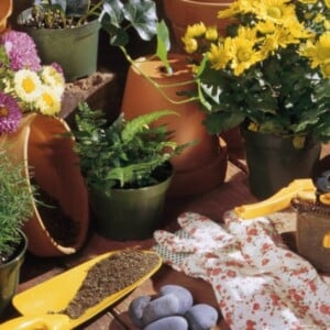 blumen umtöpfen materialien-nützliche tipps-für hobby-gärtner