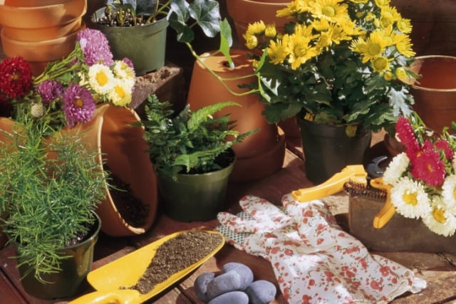 blumen umtöpfen materialien-nützliche tipps-für hobby-gärtner