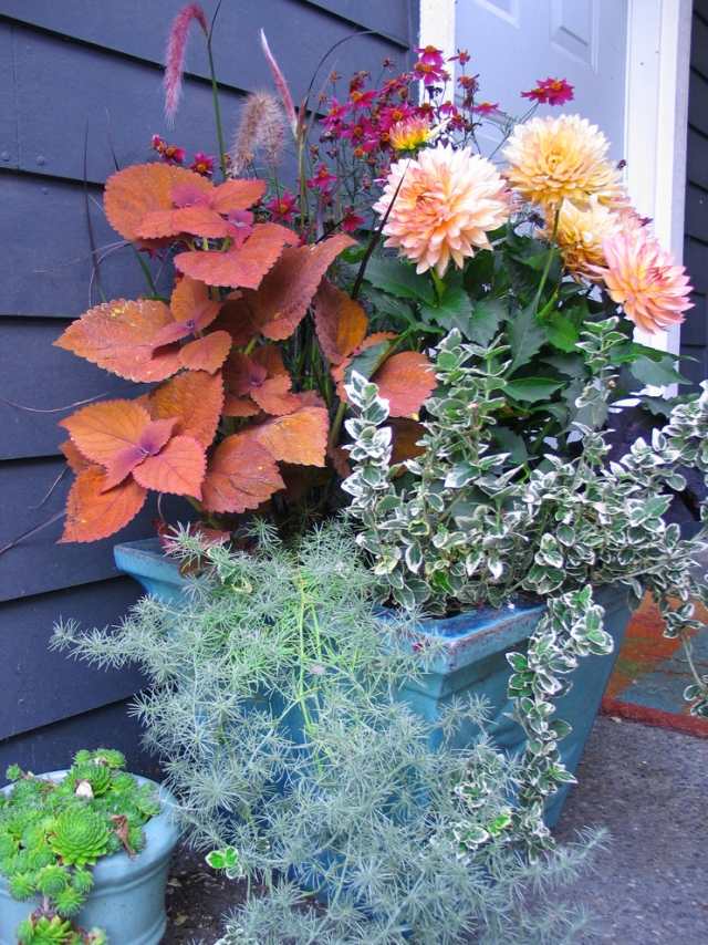 topfpflanzen-auf der terrasse-Balkon cottage gartenkübel