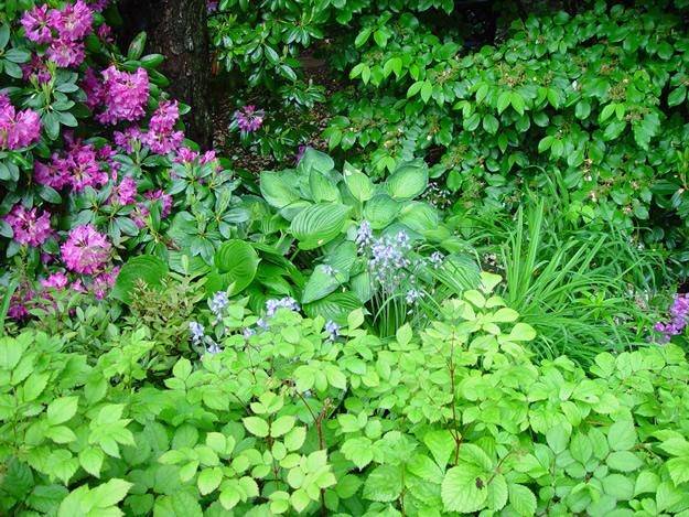 blühende Pflanzen-grüner Garten-im Frühling-Landschaftsdesign garten wald gestaltung