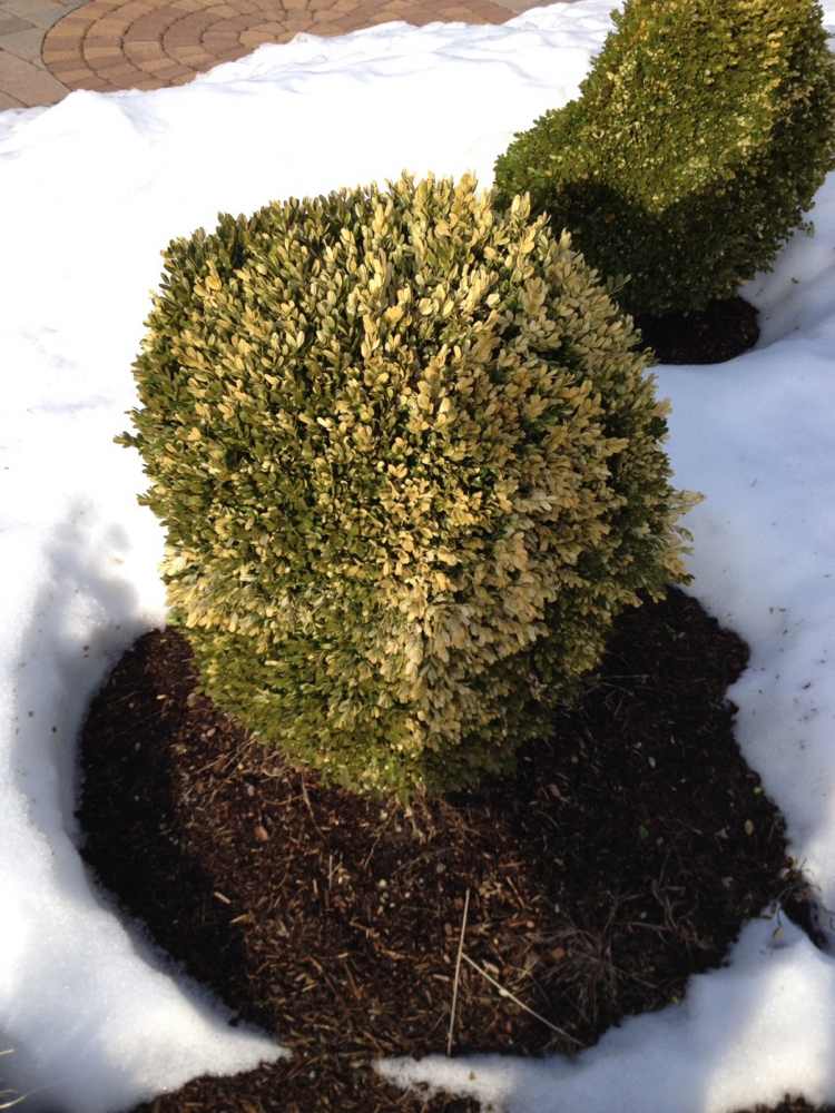 Buchsbaum pflanzen -grauen-winter-grune-note-schnee-immergruen