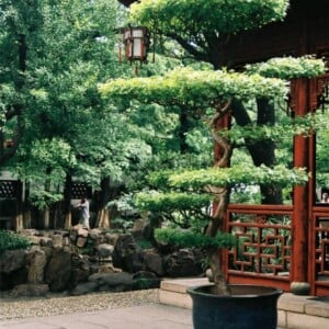 chinesischer-garten-baum-pflanzkuebel-pergola