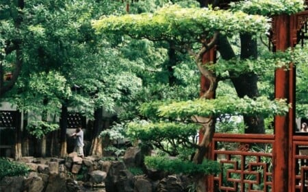 chinesischer-garten-baum-pflanzkuebel-pergola