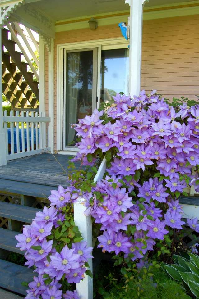 clematis kletterpflanze pflegen veranda treppen geländer ranken