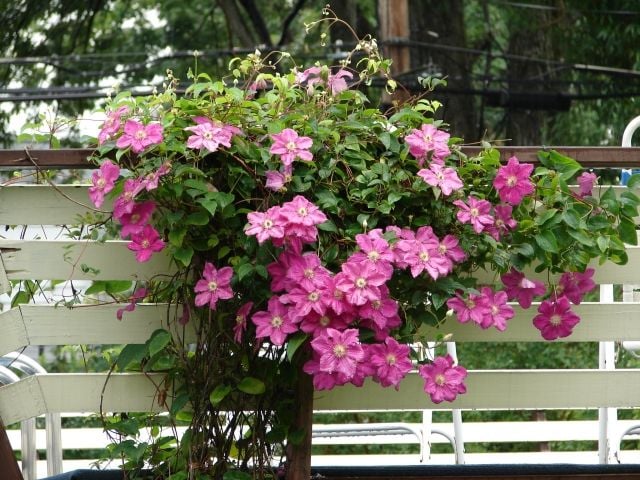 clematis kletterpflanze tipps pflegen rosa farben gartenzaun