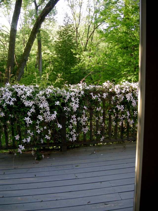 clematis montana weiß schlingpflanze balkon geländer