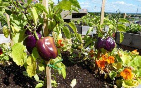 dachgarten anlegen obst gemüse kräter gärtnern tipps