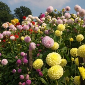 dahlien-eigenen-garten-Schnittblumen-frische-strausse