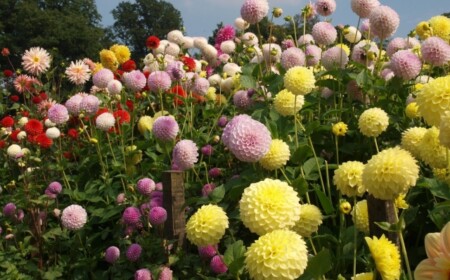 dahlien-eigenen-garten-Schnittblumen-frische-strausse