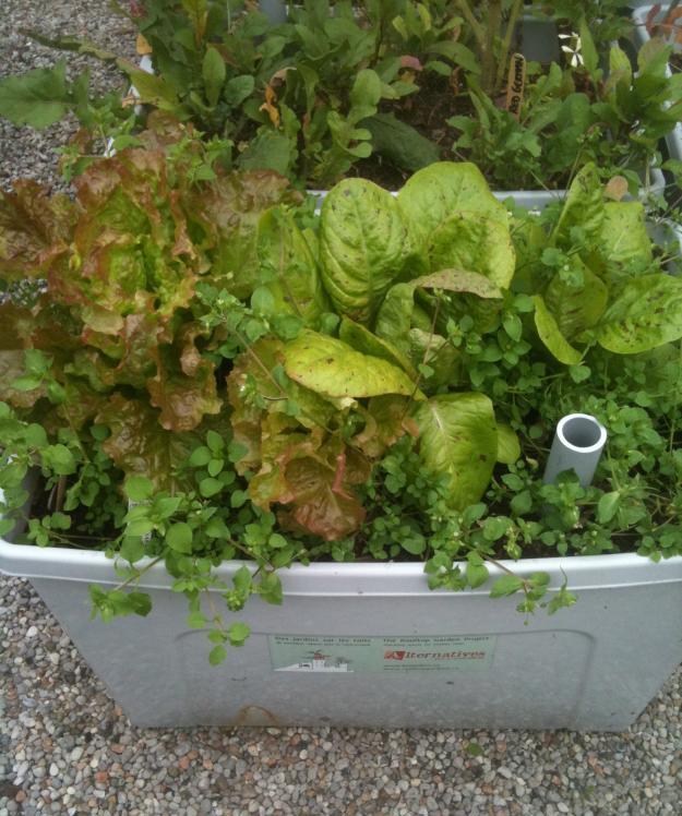  Gemüse Sommer Salat Balkon Pflanzkübel pflegen