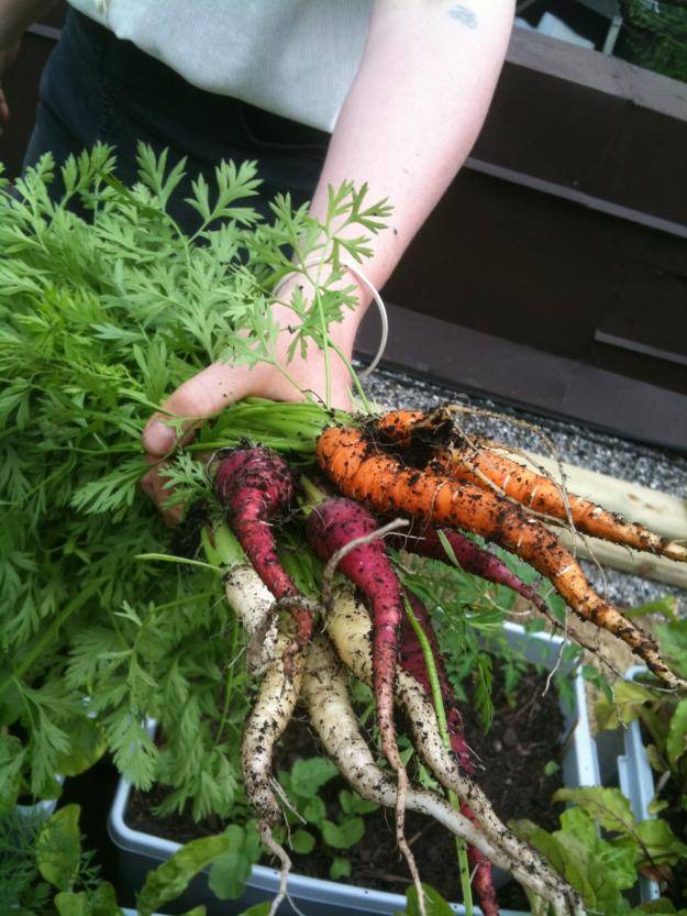 Gemüse selber pflegen Karotten Balkon Dachterrasse Garten
