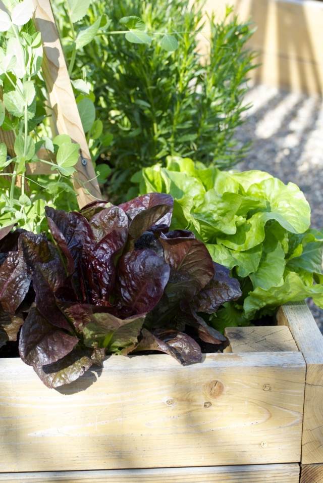 frische salate blattsalatt pflanzen garten anbauen