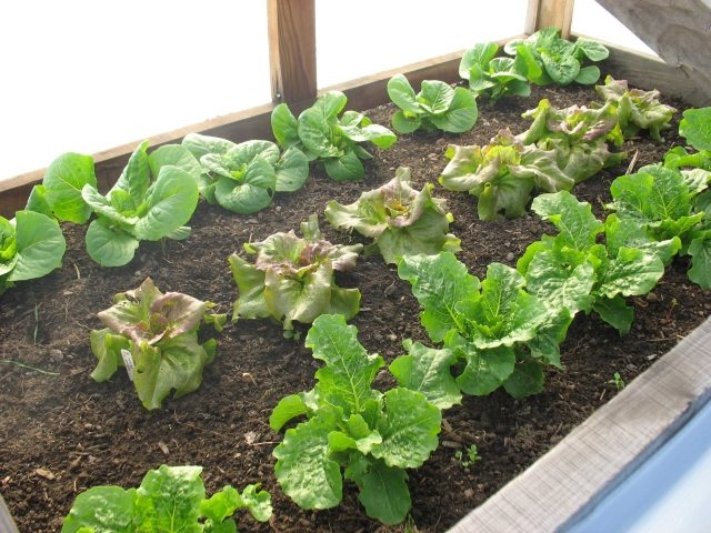 frische salate eigenen garten anbauen ernten kohlkopf salatpflanzen