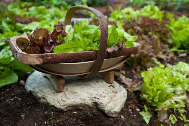 frische salate grünes blattsalatt eigenen garten ernten
