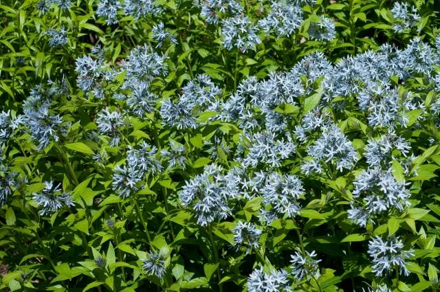pflanzen amsonien vielfalt sorten blau blüten schön