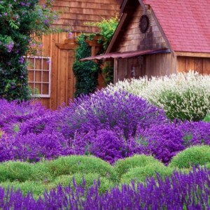 garten-pflanzen-lavendel-lila-farbe-bezaubernd-duft-frische-haus-holz